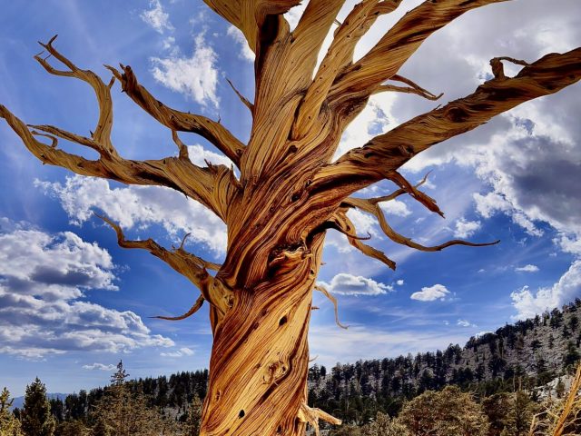 Nothing to do with hammocking, but too beautiful to leave out. In the high southern Sierra, the dead trees are more beautiful than the living. Note from the shadow that this tree is backlit. It appears luminous from all the amber resin.